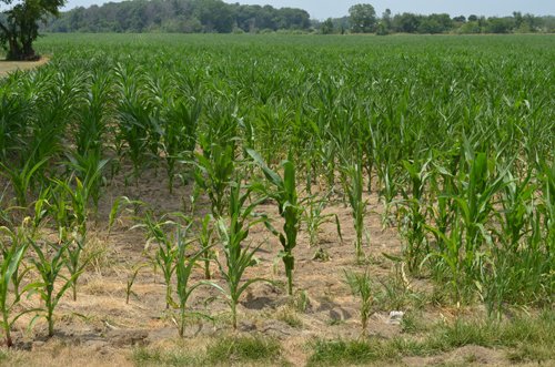 Property photo 33 - 51.5 Acres Offered in 5 tracts, 2 Farm Sites
